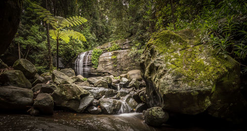 Stream flowing through forest