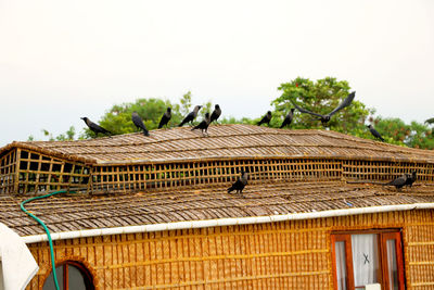 Birds perching on roof of building