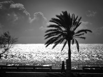 Palm trees by sea against sky