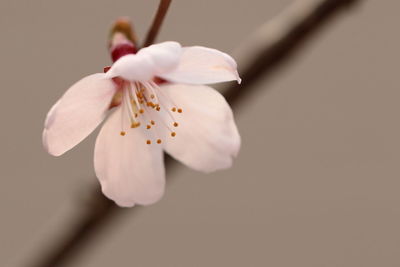 Close-up of white flower