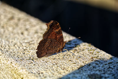 Close-up of butterfly on stone