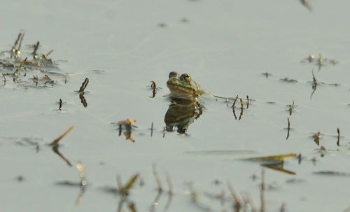 Birds swimming in lake