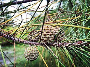 Close-up of pine cone on tree