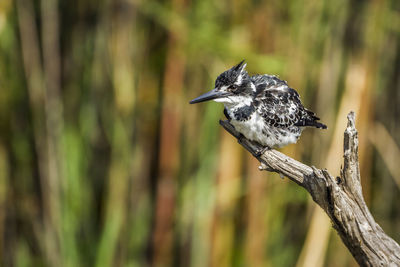 Close-up of bird perching on branch