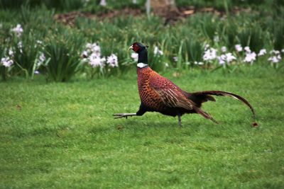 Side view of a bird on field