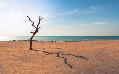 Dead tree on the beach against the blue sky