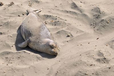 View of an animal on the beach