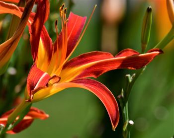 Close-up of orange lily plant
