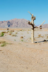 Dead plant on land against clear sky