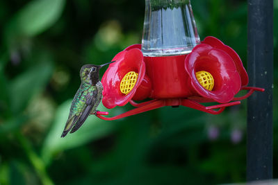 Hummingbird is on the feeder