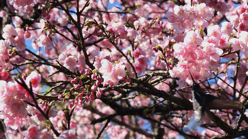 Low angle view of pink flowers blooming on tree