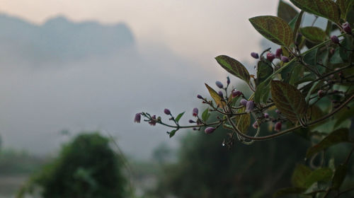 Close-up of flowering plant against sky