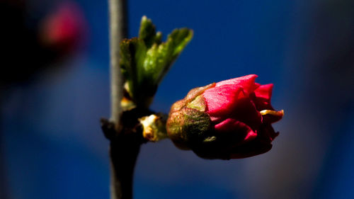 Siberian sakura on the blue sky 