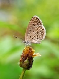 Close-up of butterfly pollinating on flower