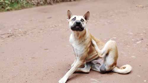 Portrait of dog sitting on road