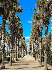 Panoramic shot of palm trees against blue sky