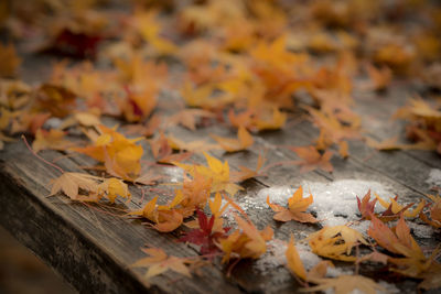 High angle view of autumn leaves on wooden table