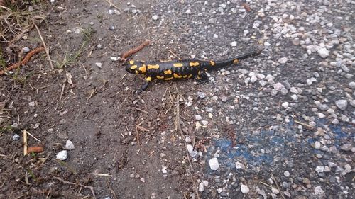 High angle view of insect on ground
