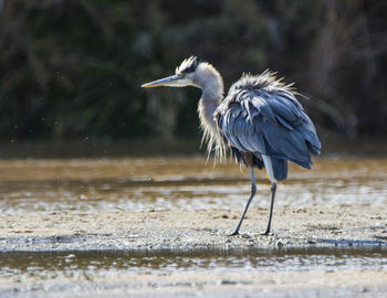 High angle view of gray heron on beach