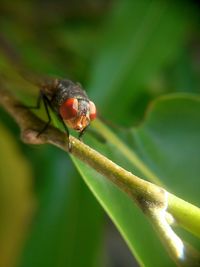 Close-up of ladybug on leaf