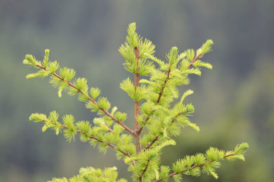 Close-up of fresh green plant