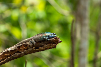 Close-up of insect on tree