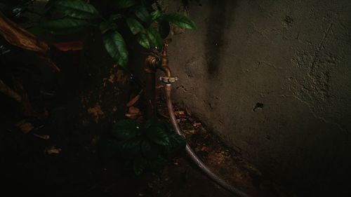 Close-up of plant growing on tree trunk