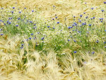 Full frame shot of flowers growing in field