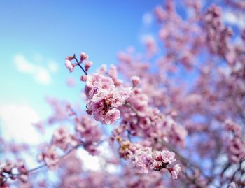 Close-up of pink cherry blossoms