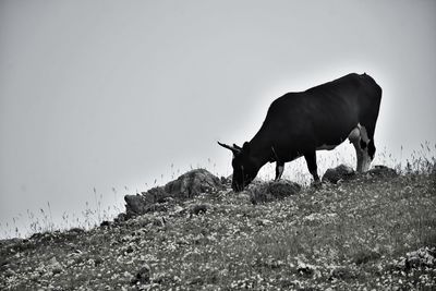 Horse against sky