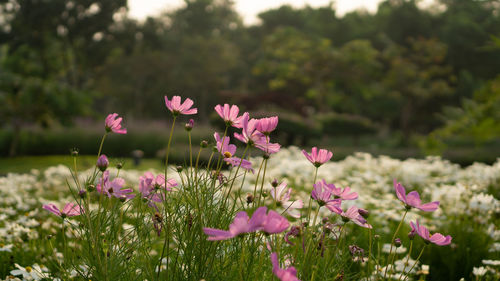 Close-up of pink flowering plants on field