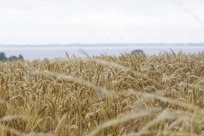 View of stalks in field against sky