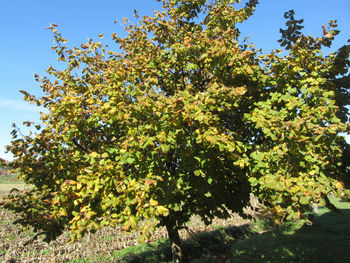 Low angle view of tree against sky on sunny day