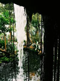 Panoramic view of trees in forest