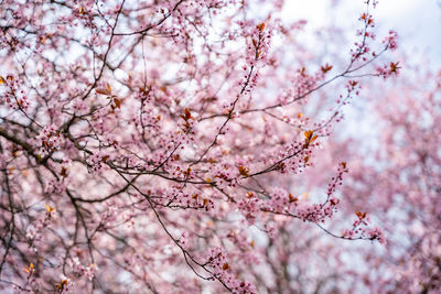 Low angle view of cherry blossom tree