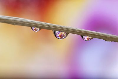 Close-up of water drops on plant