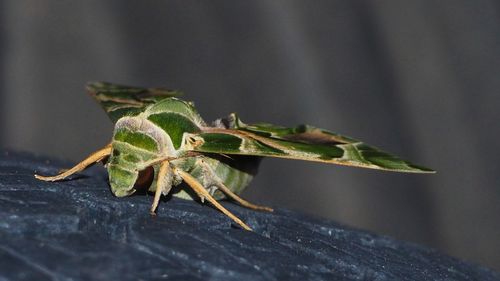 Close-up of grasshopper