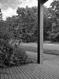 Footpath amidst trees