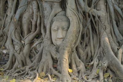 Statue of tree roots