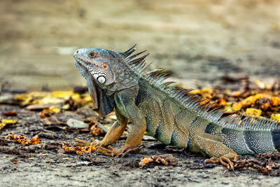 Close-up of iguana