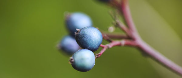 Close-up of berries growing on plant