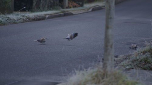 Birds on road