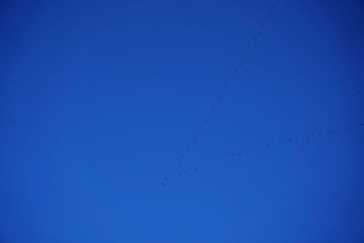 Low angle view of birds flying in sky