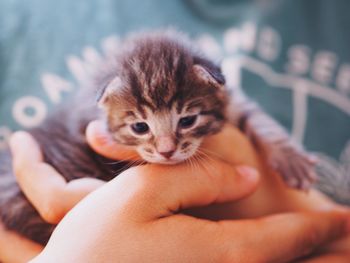 Close-up of hand holding cat