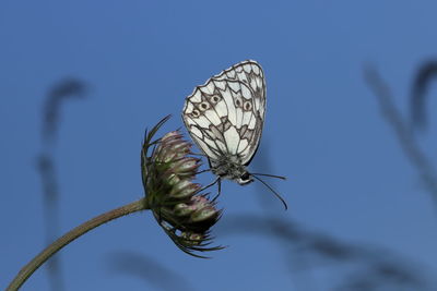 A marbled white butterfly male