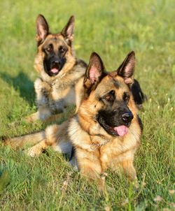 Portrait of dog in grass