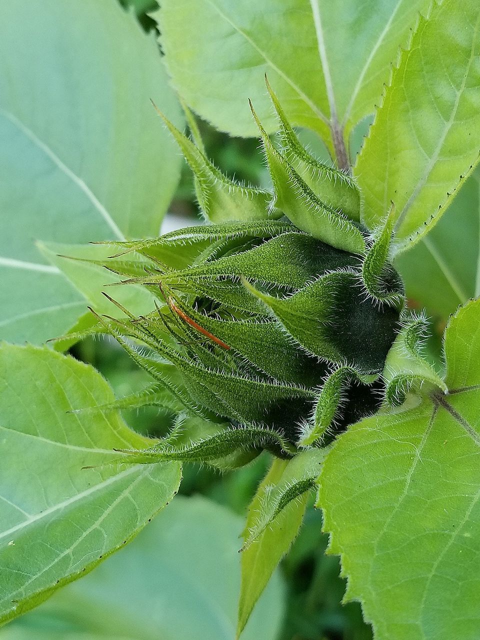 CLOSE-UP OF GRASSHOPPER ON PLANT