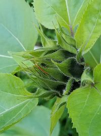 Close-up of insect on plant