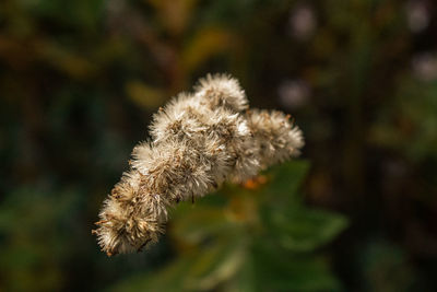 Close-up of wilted plant