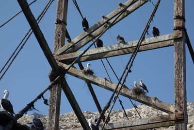 Low angle view of sea birds perching